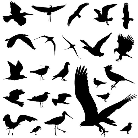 Bird Silhouette Tattoos ...