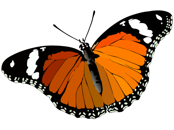 Vector Butterfly Image | Download Free Vector Art | Free-Vectors
