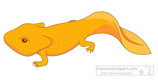 Amphibian Clipart : amphibian-newt-clipart-5725 : Classroom Clipart
