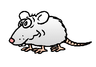 Rat Animated Gifs