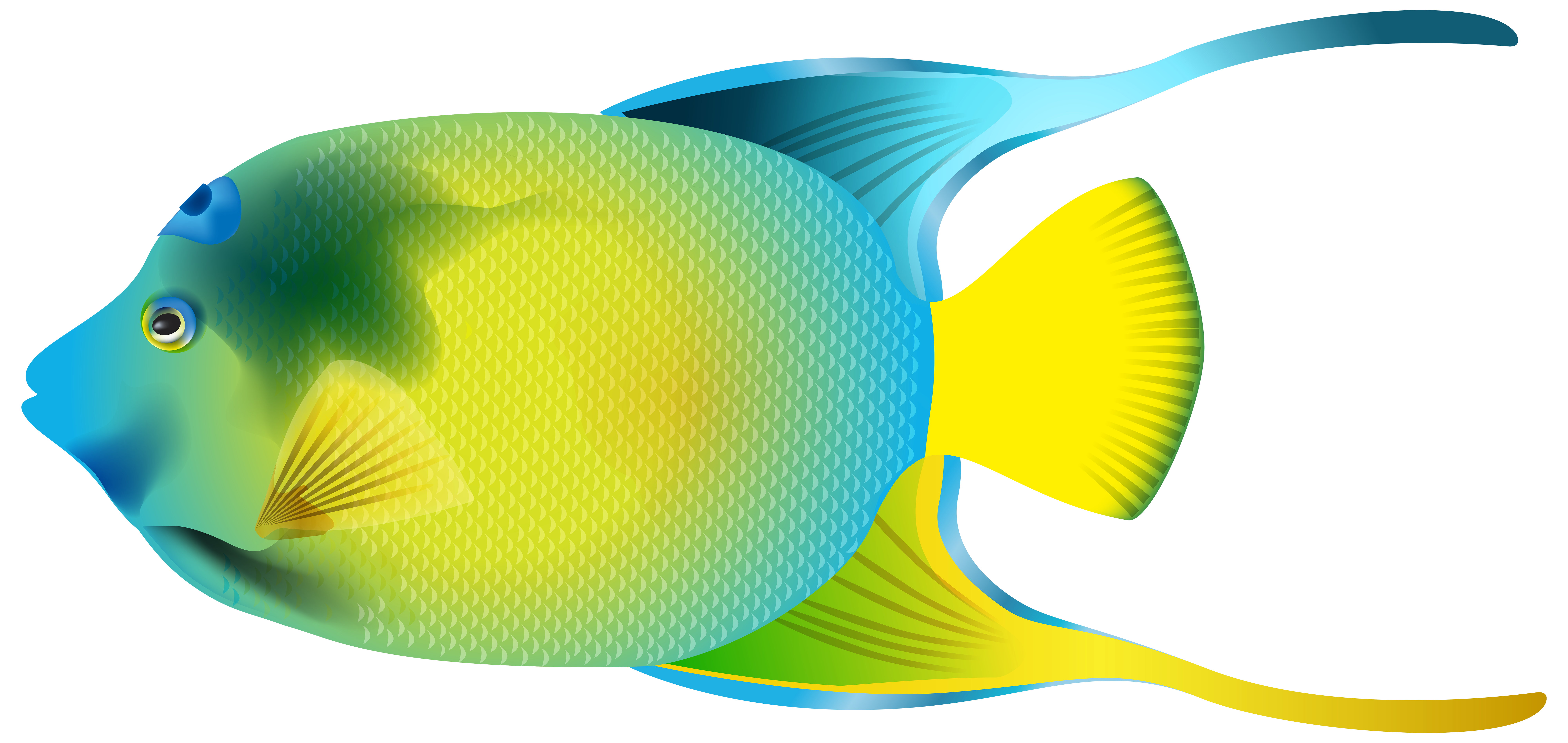 Queen Angelfish PNG Transparent Clip Art Image