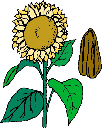 Clip Art - Clip art sunflower 838054