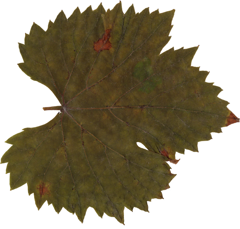 25 Leaves (PNG Transparent) | OnlyGFX.com