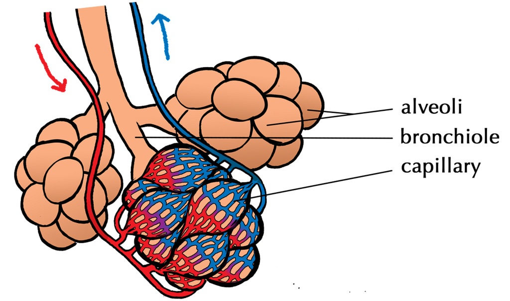 Lung tissue - alveoli and capillaries | Illustration used in… | Flickr