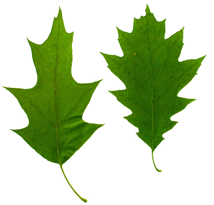 Oak Leaf Pictures