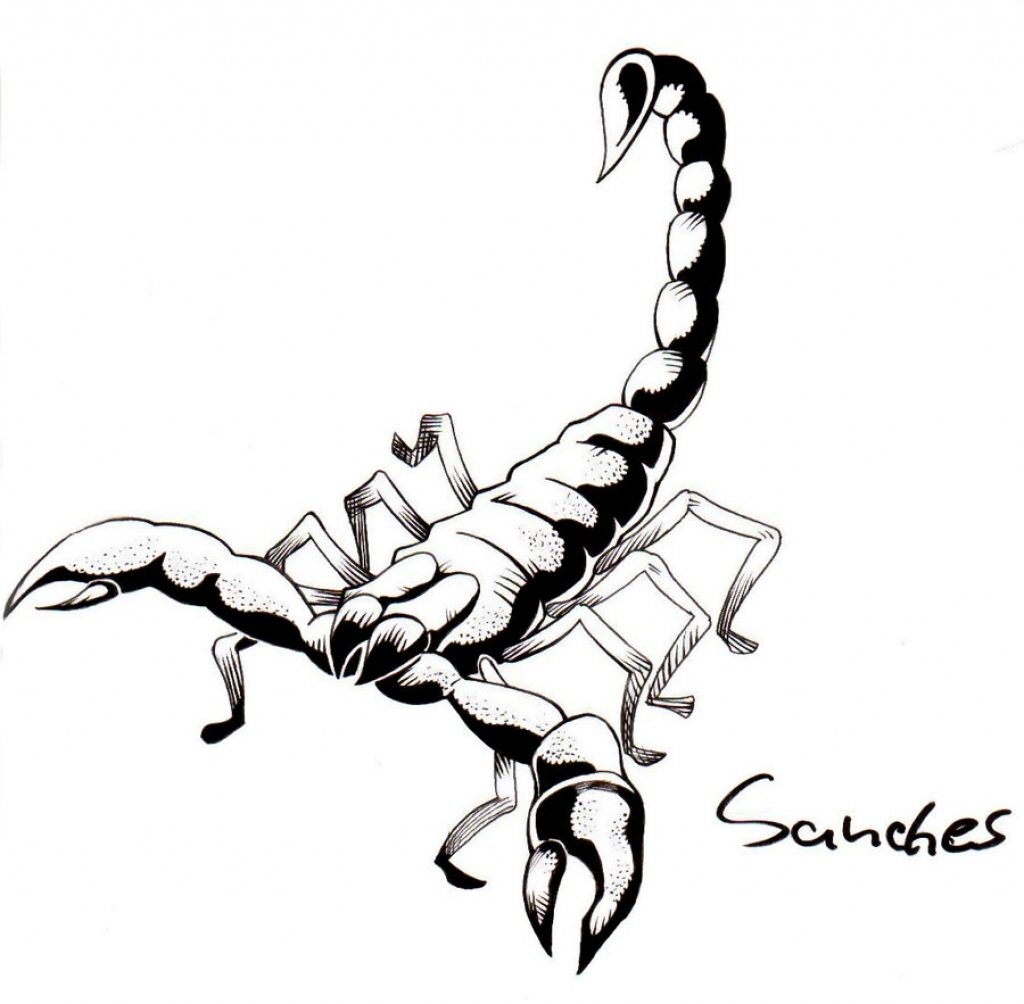 Drawings Of Scorpions - Drawing Pencil