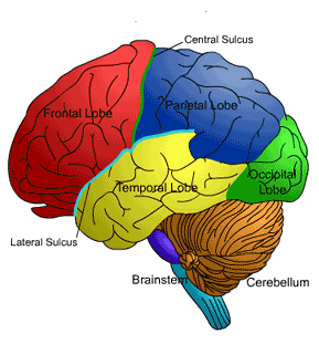 1000+ images about Brain stuff