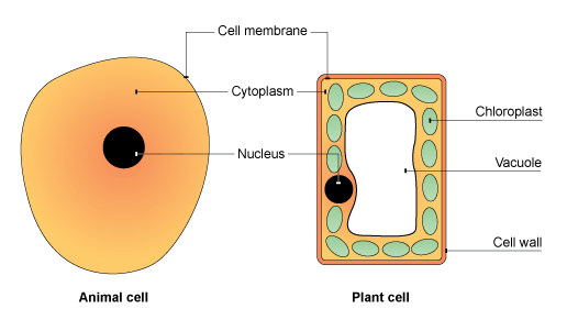 Simple Animal Cell And Plant Cell - ClipArt Best