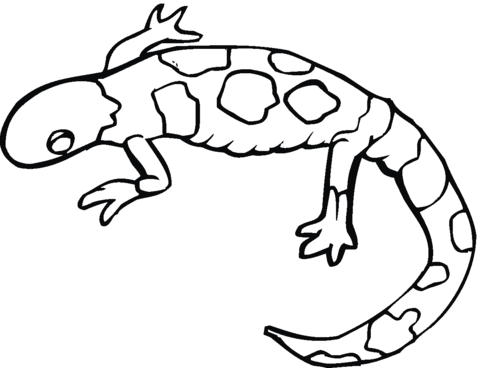 650 views Yellow-spotted mole salamander coloring page | Free Printable ...