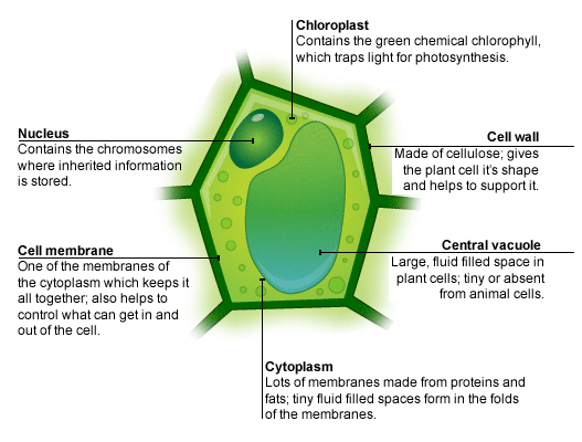 Animal Cell Not Labeled - ClipArt Best