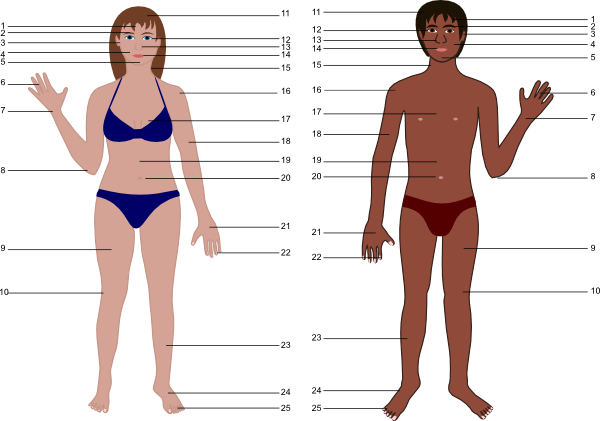 Human Body For Science clip art - vector clip art online, royalty ...