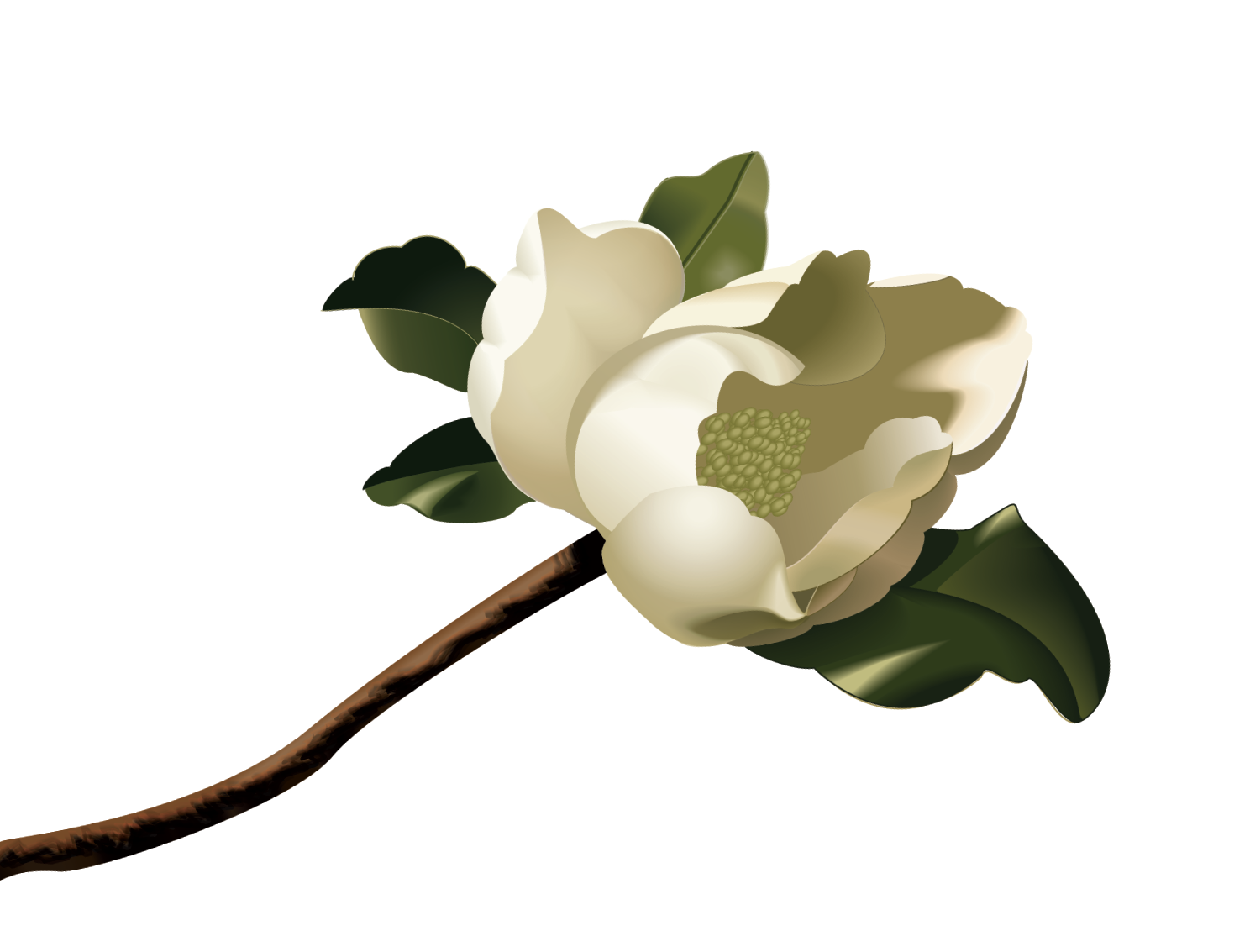 clip art magnolia flower - photo #10