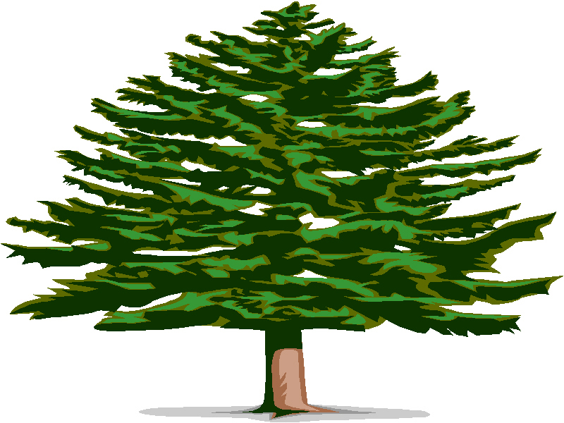 clipart spruce tree - photo #3
