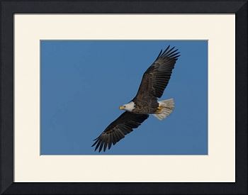 Soaring Eagle Art Prints by Larry Bohlin - Shop Canvas and Framed ...