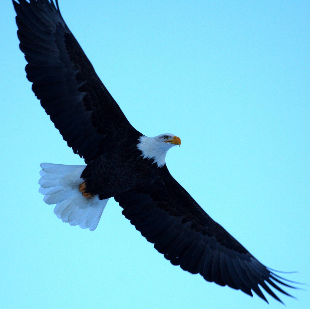 clipart eagles soaring - photo #46