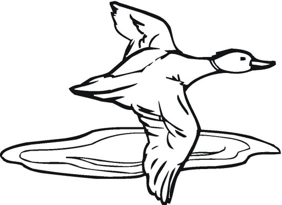duck+flying Colouring Pages