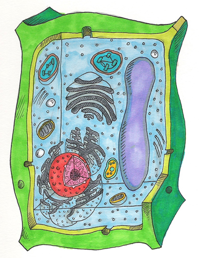 unlabeled plant cell Colouring Pages (page 3)
