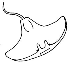 Sting ray clip art - Free Clipart Images