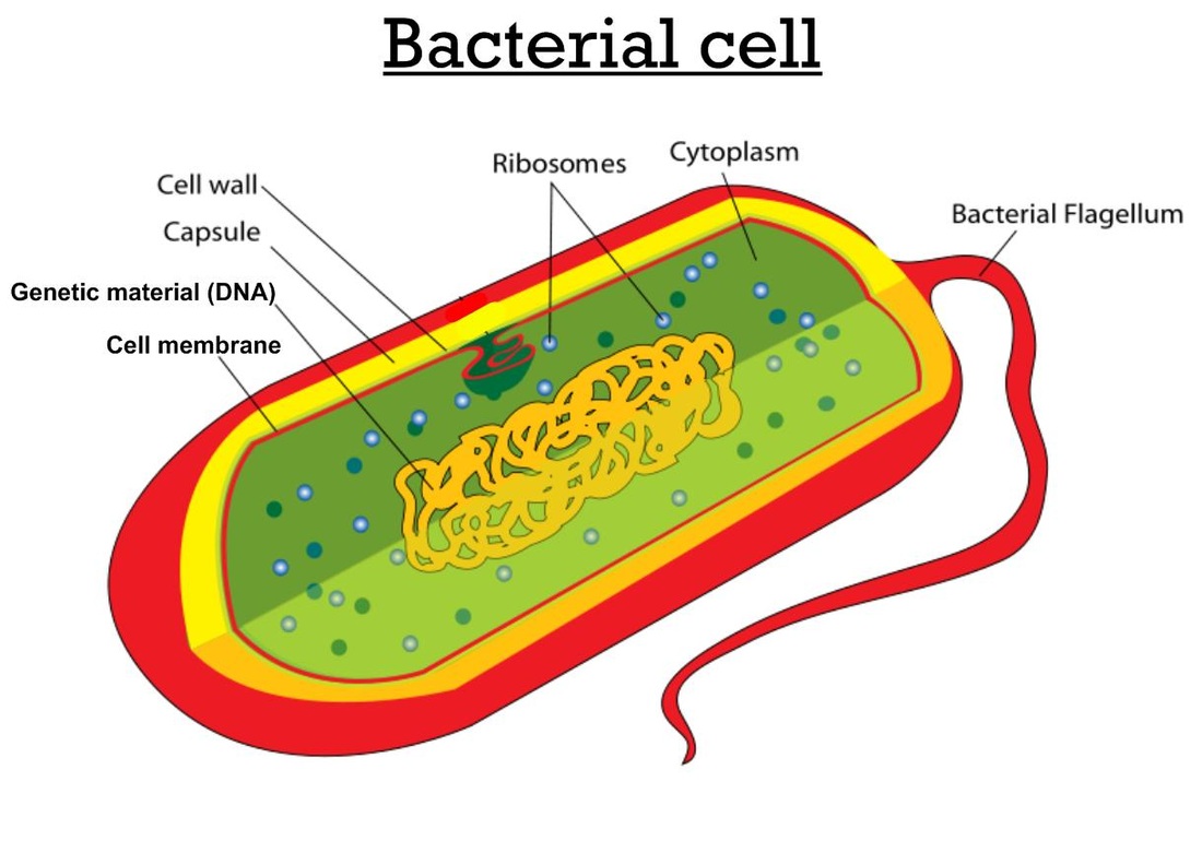 Animal Cell Model Diagram Project Parts Structure Labeled Coloring ...