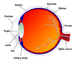 Gross Anatomy of the Eye by Helga Kolb – Webvision