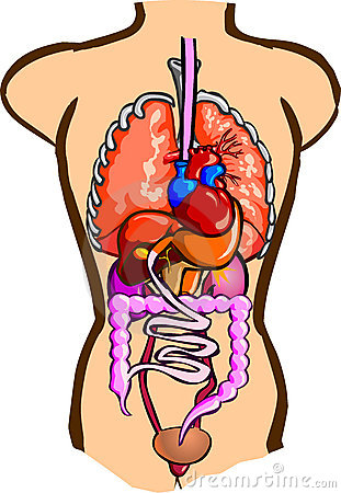 Body organs clipart cartoon