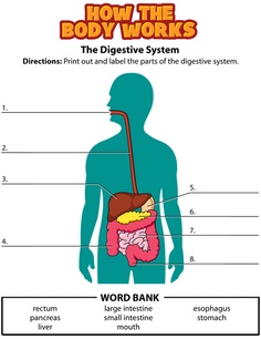 41+ Digestive System Diagram Clipart