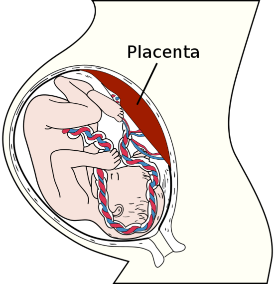 Labeled Male Reproductive System Diagram Clipart - Free to use ...