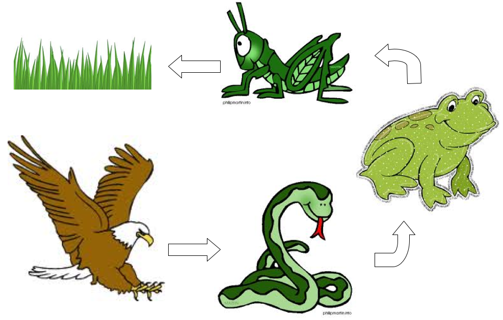 Food Chain ClipArt Best