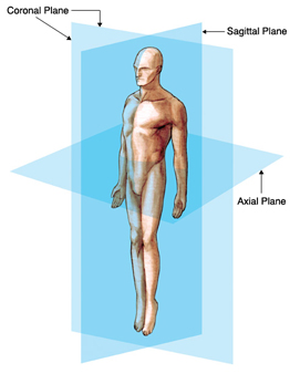 Anatomical Planes of the Body