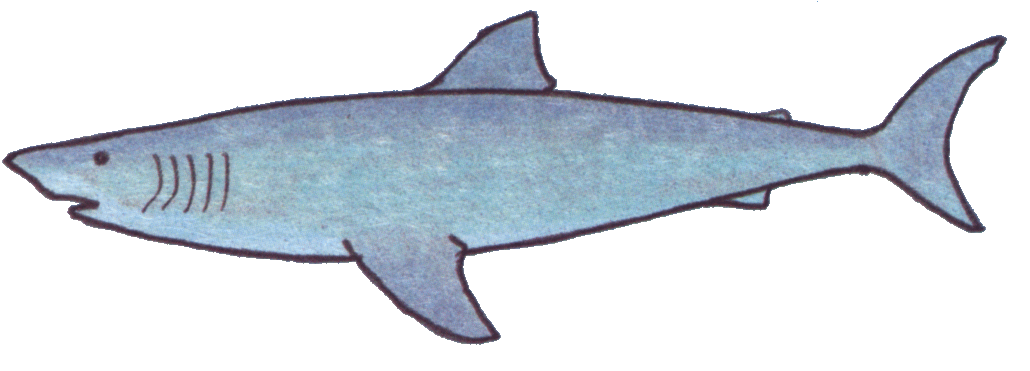 Great white shark clip art