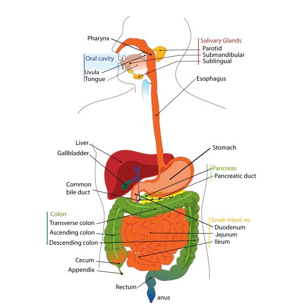 Functions & Anatomy of the Digestive System