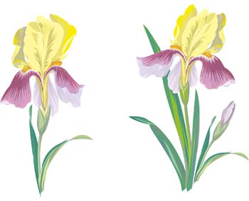 Iris Flower Clip Art 1 - Free Clipart Images