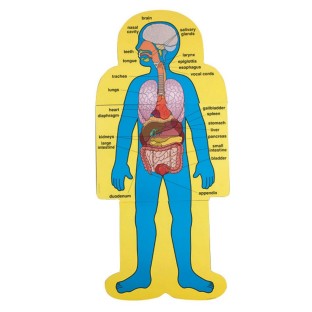 Buy Child-Size Human Body Charts at S&S Worldwide