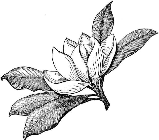 Magnolia Blossom Clipart