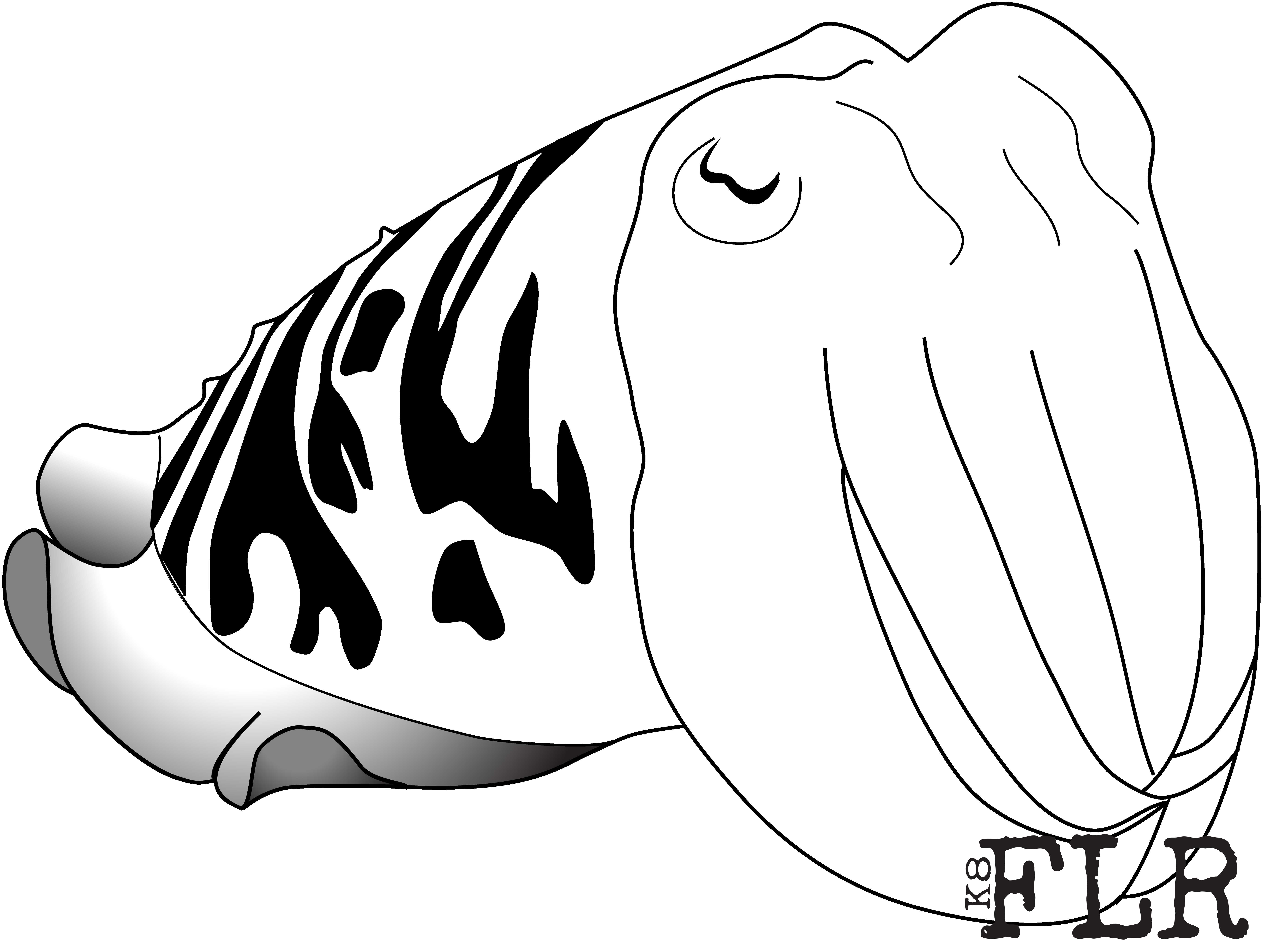 Cuttlefish Drawing - ClipArt Best