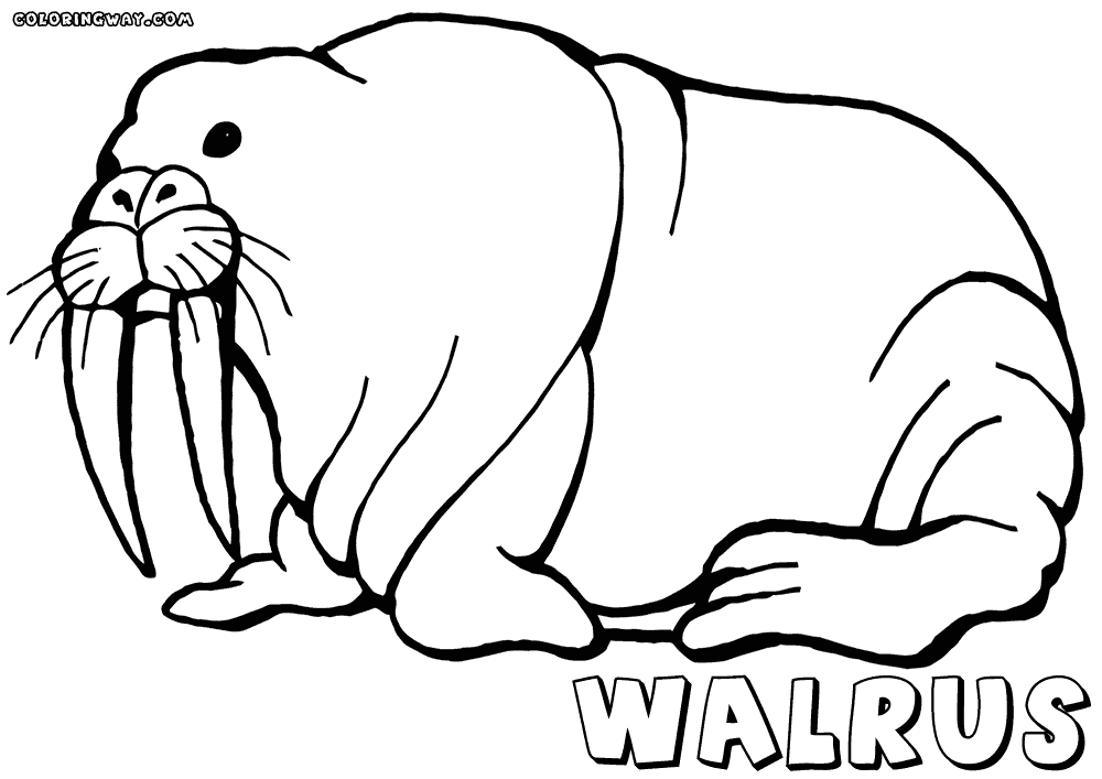Walrus coloring pages | Coloring pages to download and print