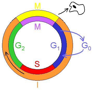 Talk:Cell cycle - Wikipedia