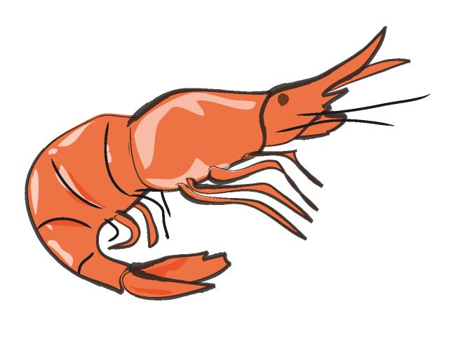 Shrimp Clip Art - Images, Illustrations, Photos
