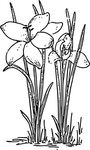 Rose Flower Crocus clip art vector, free vector images