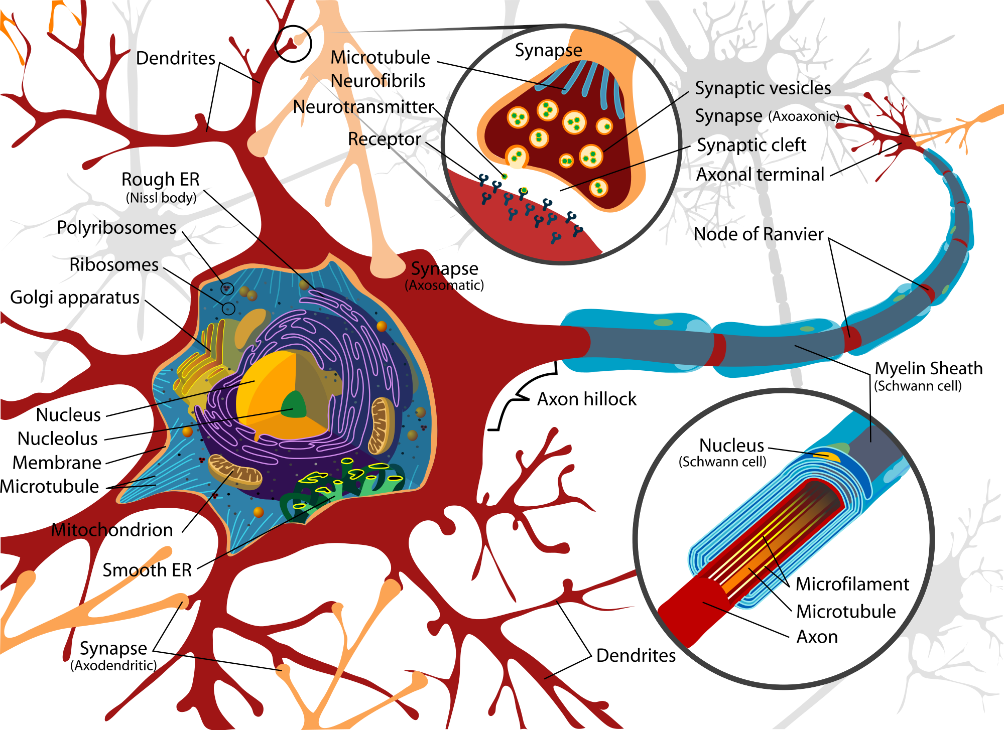 Nerve Cell Diagram Labeled ClipArt Best