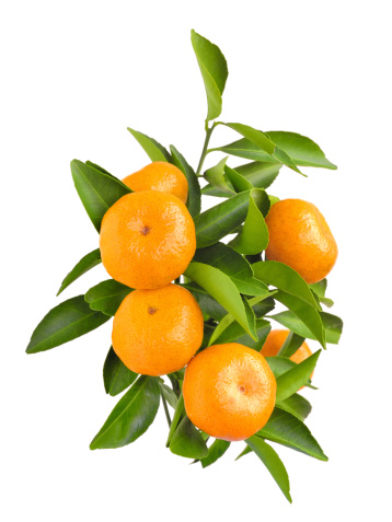Tangerine Tree Pictures, Images and Stock Photos