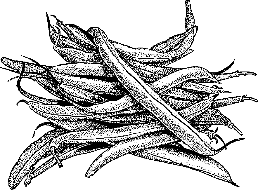 Beans clipart black and white