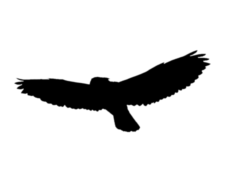 Picture Of A Flying Bird | Free Download Clip Art | Free Clip Art ...