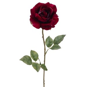 dark red rose drawing - Polyvore