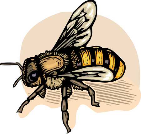 Stock Illustration - bee