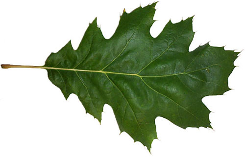 oak leaves clipart - photo #43