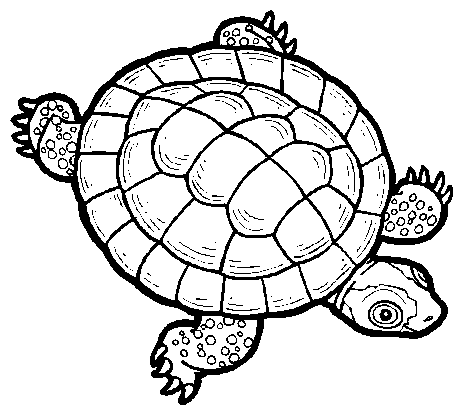 Turtle Shell Template