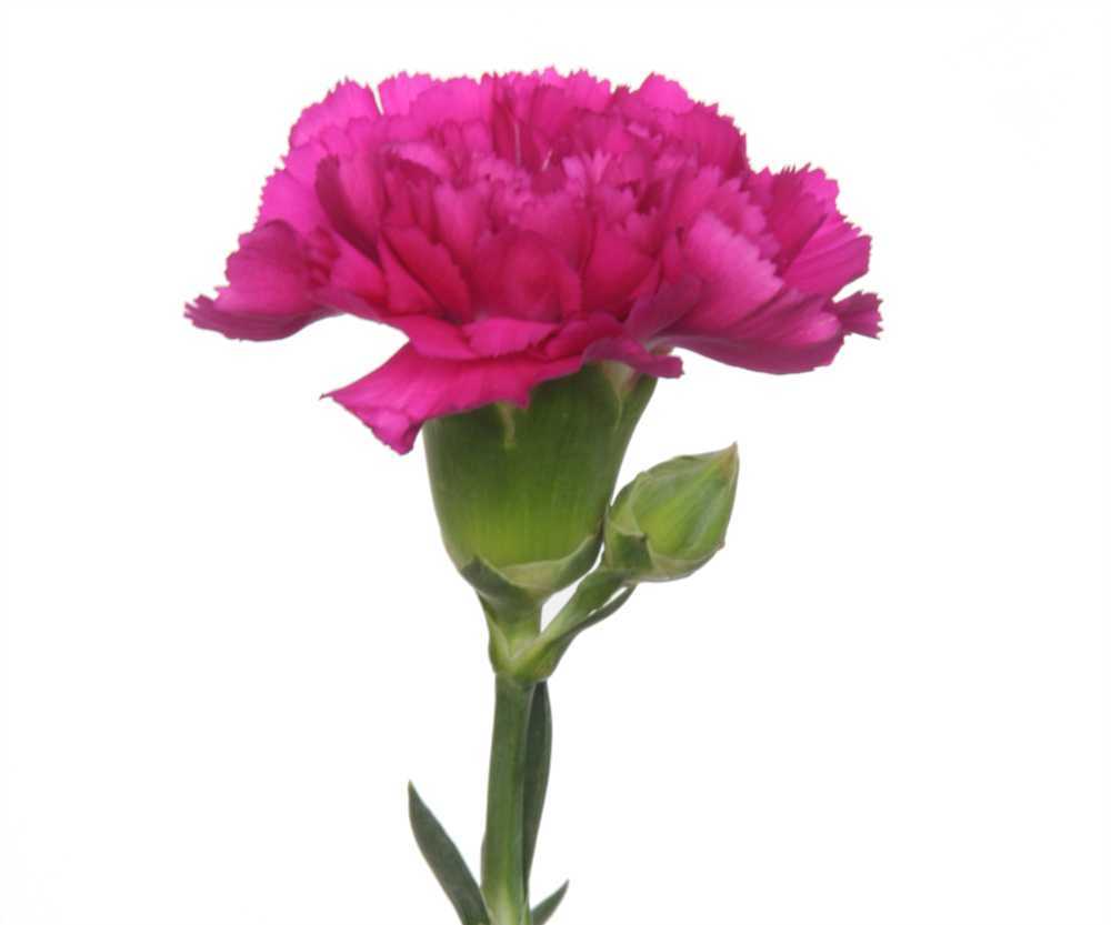 clip art carnation flower - photo #7