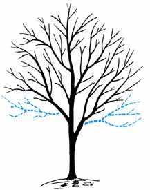 Pruning Maturing Shade Trees