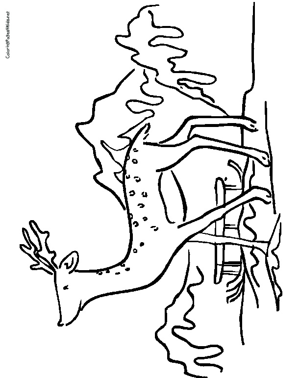 caribou tundra coloring pages - photo #8